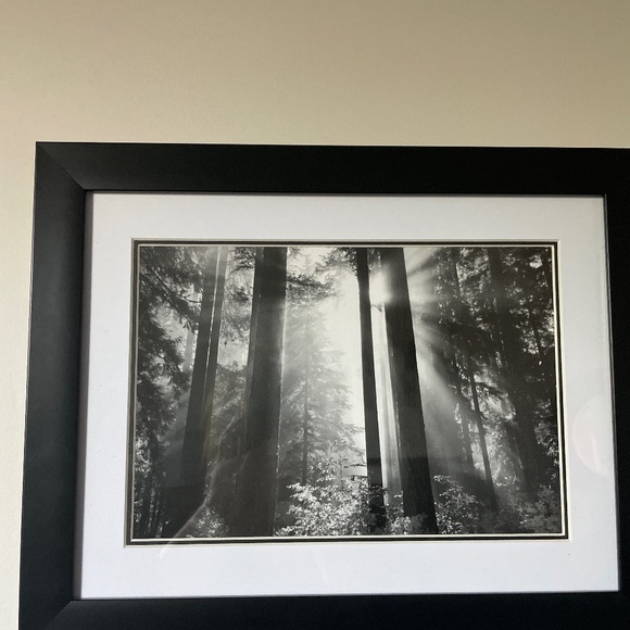 Black and white photo of a forest - Picture 1 of 1